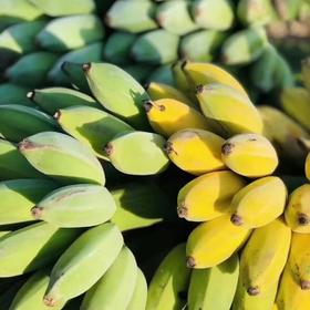 【海南热带水果】海南芭蕉产地发货5斤（4个左右/斤）  顺丰/京东随机发货