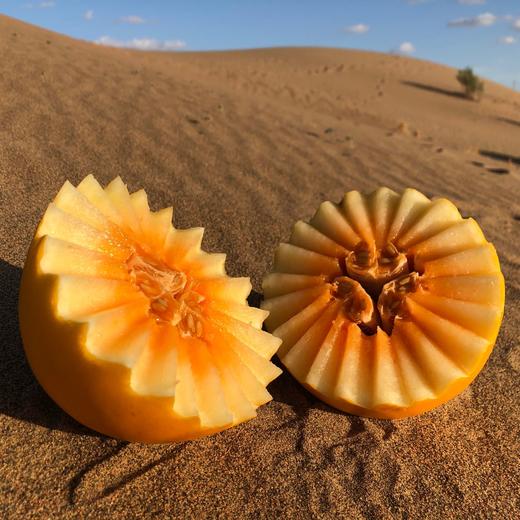 民勤蜜瓜—金红宝3~4斤/个 商品图2