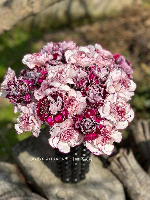 【为你写诗】紫精灵单头康乃馨10支+野马单头康乃馨10支/份（夏木设计） 商品图3