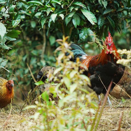 【高原山地散养濮蛮鸡】云南生鲜鸡肉 鸡肉紧实 鲜香美味 五谷慢养 自然觅食 山林慢养才有味 4种规格任选 商品图2