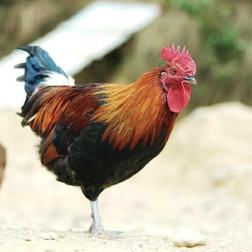 【高原山地散养濮蛮鸡】云南生鲜鸡肉 鸡肉紧实 鲜香美味 五谷慢养 自然觅食 山林慢养才有味 4种规格任选 商品图4