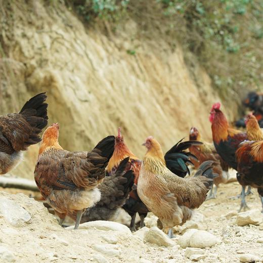【高原山地散养濮蛮鸡】云南生鲜鸡肉 鸡肉紧实 鲜香美味 五谷慢养 自然觅食 山林慢养才有味 4种规格任选 商品图0
