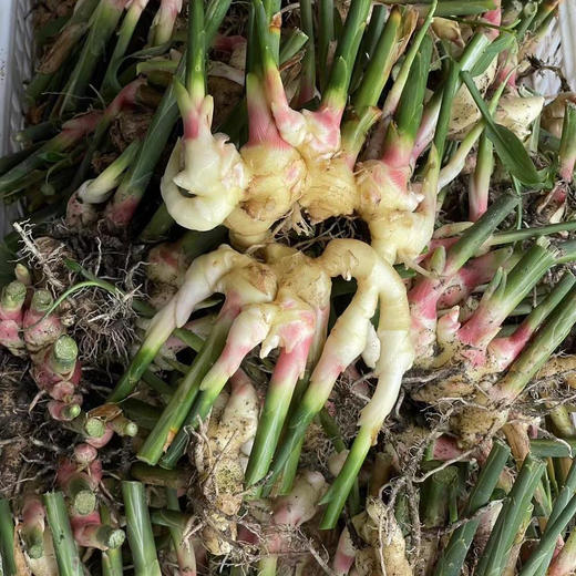 嫩姜500g-阿林 商品图2