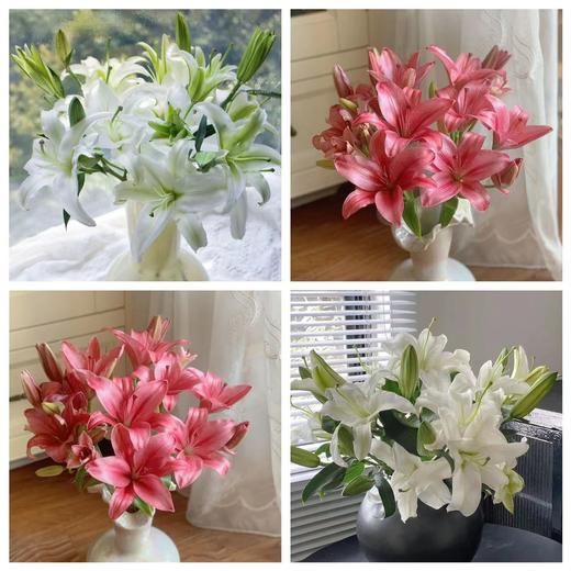 【两个百合！双倍快乐！】西伯利亚白百合8-10朵+紫皇后亚百合8-10朵/份 商品图0