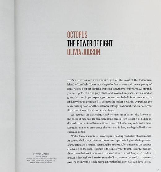 预售 【中商原版】章鱼 海马 水母 英文原版 Octopus Seahorse Jellyfish DAVID LIITTSCHWAGER 商品图4