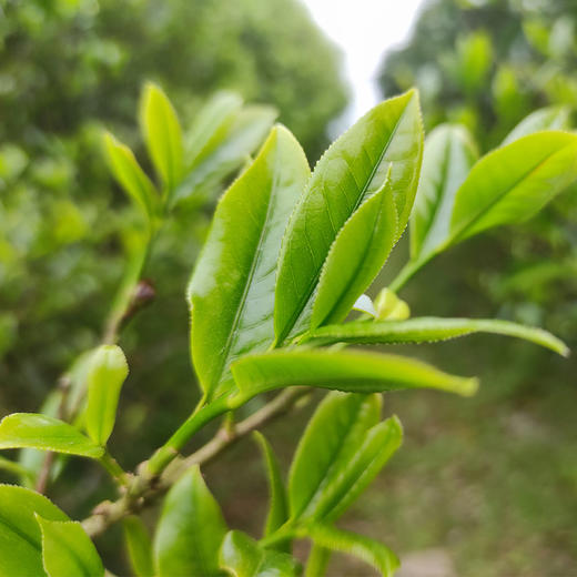 【凤凰单丛茶】色翠香幽 味醇形美·鲜醇绵滑 回甘悠长·6道古法工艺制作 商品图4