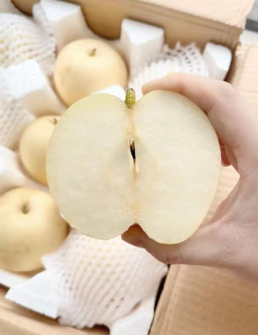 赵州 皇冠梨 3斤 商品图0