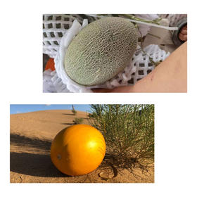 民勤蜜瓜—1金红宝3~4斤，1西州蜜密5~6斤（合计2个瓜）