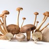 生态蘑菇份额 | 绿家自产* Share of ecological miscellaneous Mushroom | In-House Production 商品缩略图2