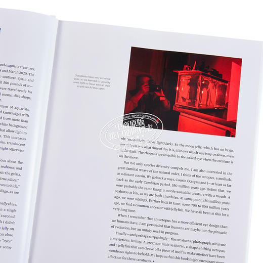 预售 【中商原版】章鱼 海马 水母 英文原版 Octopus Seahorse Jellyfish DAVID LIITTSCHWAGER 商品图3