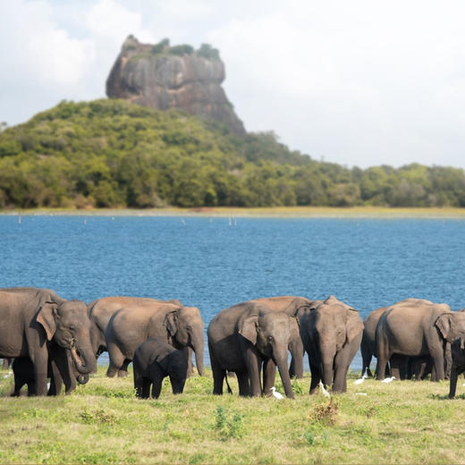【海岛度假·斯里兰卡】7天6晚·2人成团|高山茶园小火车+追寻野生动物+世界文化遗产+《千与千寻》海滨小火车（佛牙寺+茶园游览+亚拉国家公园+斯里兰卡大象孤儿院+欣赏高跷海钓） 商品图3
