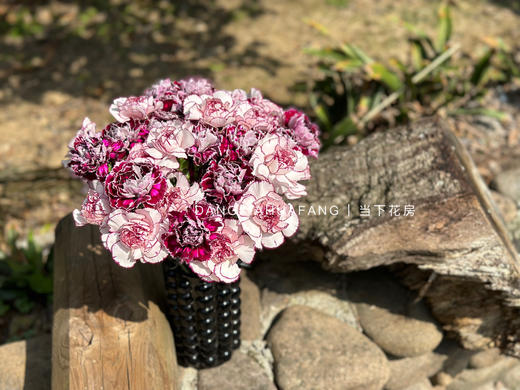 【为你写诗】紫精灵单头康乃馨10支+野马单头康乃馨10支/份（夏木设计） 商品图8