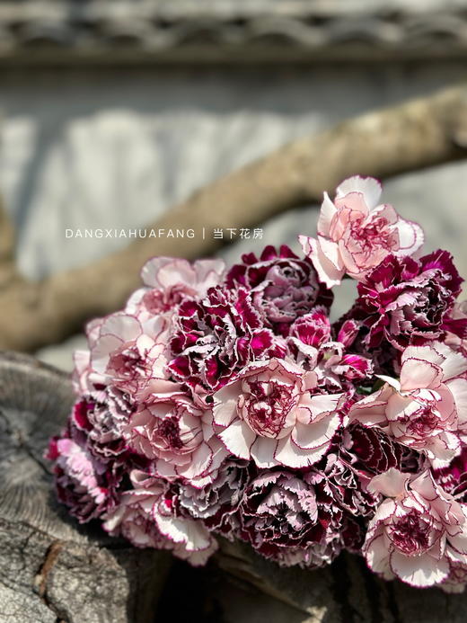 【为你写诗】紫精灵单头康乃馨10支+野马单头康乃馨10支/份（夏木设计） 商品图6