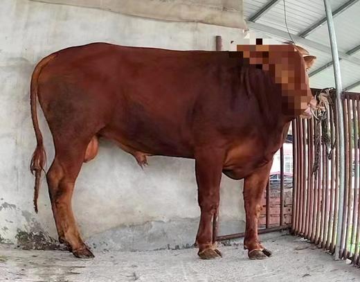 牛杂250-500g 商品图1