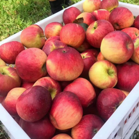 云南高山红露苹果|山人助农【2025年头一个自然成熟的鲜苹果，现摘先发，好评无数】