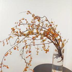 国产南蛇藤果实鲜切枝一支