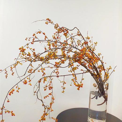 国产南蛇藤果实鲜切枝一支 商品图0