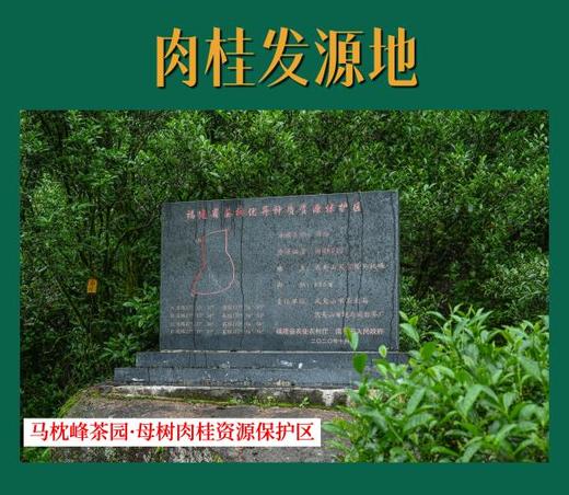 限定款【约我】马枕峰肉桂 武夷岩茶     6克*4泡 商品图8
