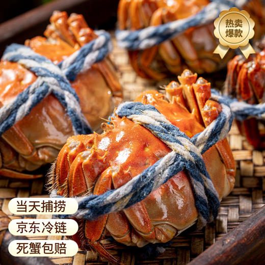 水鲜肴 | 用心挑选·唯您专享【阳澄湖大闸蟹 】 商品图1