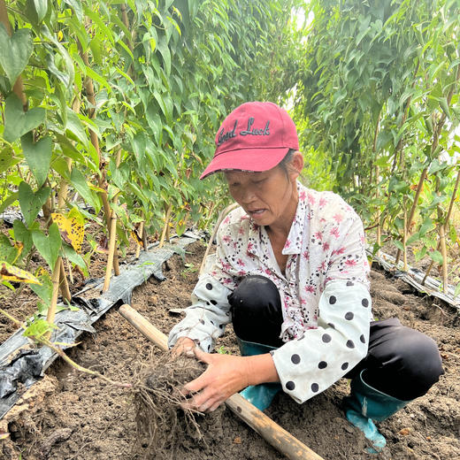 生态赣南紫山药  当地特产，老品种 102项农残0检出 商品图14