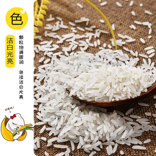夫妻树丝苗香米5kg手提袋装 商品图0
