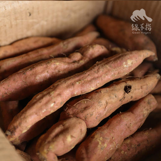 生态地瓜（白薯） | 合作生产*Ecological Sweet potato | Coprodution 商品图3