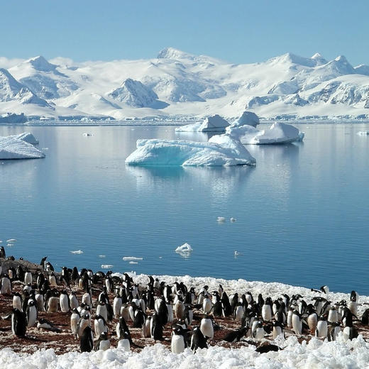 【去南极过大年】南极秘境探险17日·乘坐五星邮轮-海洋信天翁号，获得一张通往世界尽头的船票|航程舒适+探险无忧+穿越德雷克海峡+与企鹅海豹亲密接触+乘坐冲锋艇偶遇鲸鱼） 商品图4