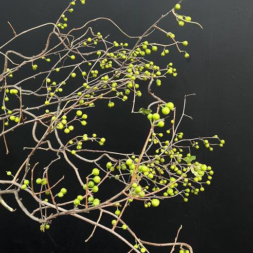 国产南蛇藤果实鲜切枝一支 商品图3