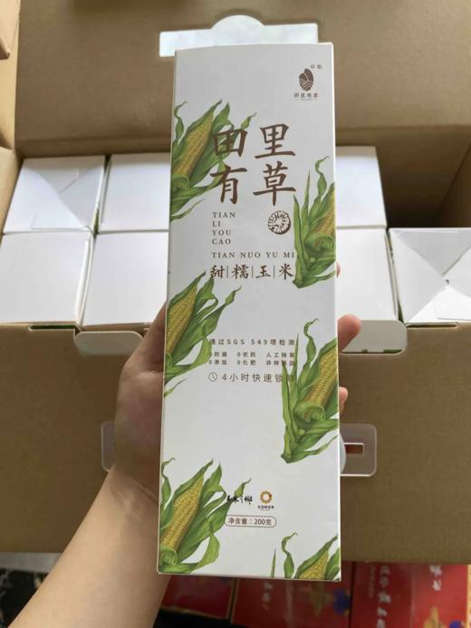 【现货】【早餐系列】田里有草甜糯玉米1件10支 0防腐0农药0添加0化肥 人工除草 非转基因 商品图6