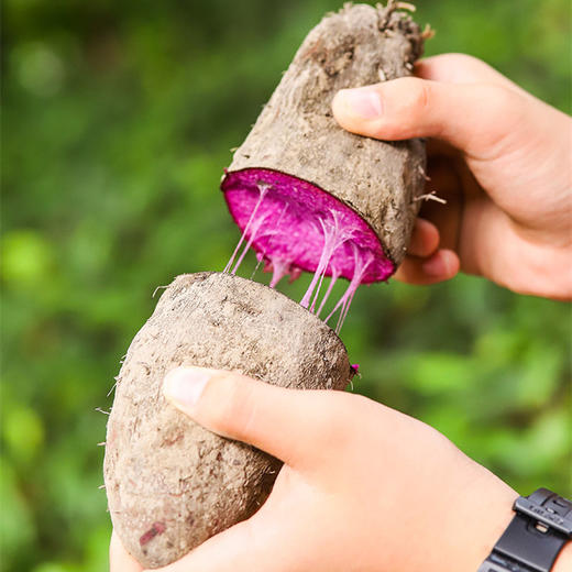 生态赣南紫山药  当地特产，老品种 102项农残0检出 商品图4