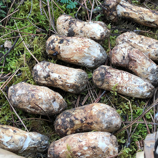 【香格里拉新鲜野生松茸】新鲜采挖，产地直发，甄选品质，得在海拔 3000 米左右的寒温带，温度、阳光、雨水、土壤都合适了才能长，更是以形体饱满、质地细嫩，久香味浓、色泽纯正出名 商品图0