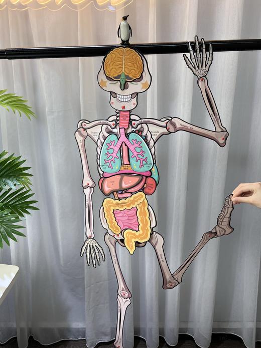 【蝙蝠兔】我的骨怪朋友✅专为儿童科普设计，了解身体构造知识✅13个器官与9个功能片，丰富配件展示器官位置✅视频教学轻松拼装，医生模拟角色扮演✅环保PP材质，防水防撕可反复拆卸。 商品图3