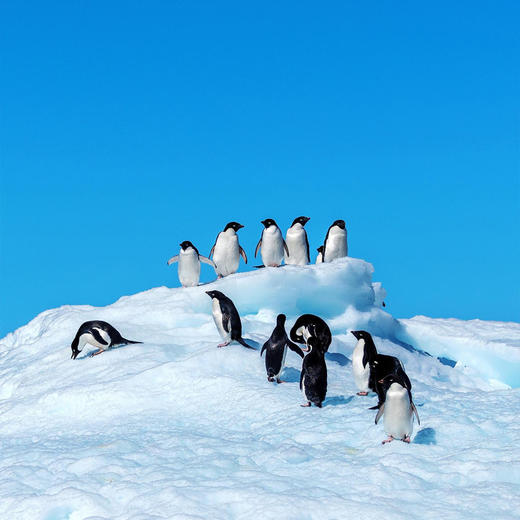 【去南极过大年】南极秘境探险17日·乘坐五星邮轮-海洋信天翁号，获得一张通往世界尽头的船票|航程舒适+探险无忧+穿越德雷克海峡+与企鹅海豹亲密接触+乘坐冲锋艇偶遇鲸鱼） 商品图1