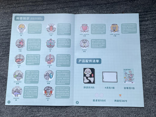 【蝙蝠兔】我的骨怪朋友✅专为儿童科普设计，了解身体构造知识✅13个器官与9个功能片，丰富配件展示器官位置✅视频教学轻松拼装，医生模拟角色扮演✅环保PP材质，防水防撕可反复拆卸。 商品图6