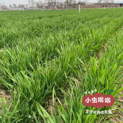 生态唐式饼干（枣儿全麦饼干/山核桃酥饼干） | 公社合作农人 | 合作农友生产，产自陕西咸阳，生产者：大黑&【公平贸易农人定价】 商品图7