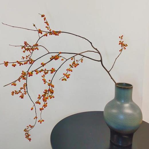 国产南蛇藤果实鲜切枝一支 商品图2