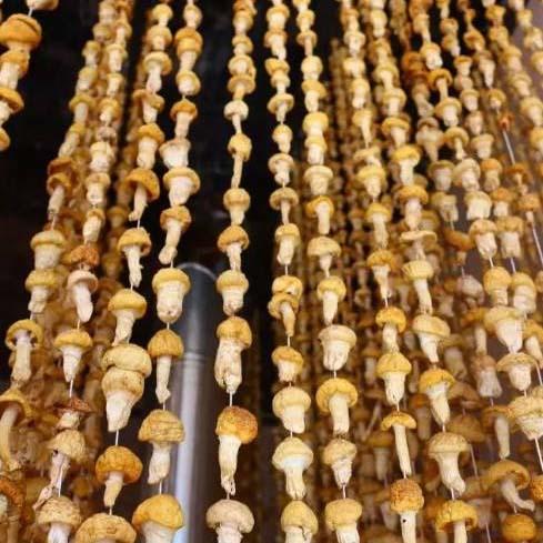 青海特产玉树野生皇菇黄蘑菇半斤装 皇帝菇菌类 商品图1