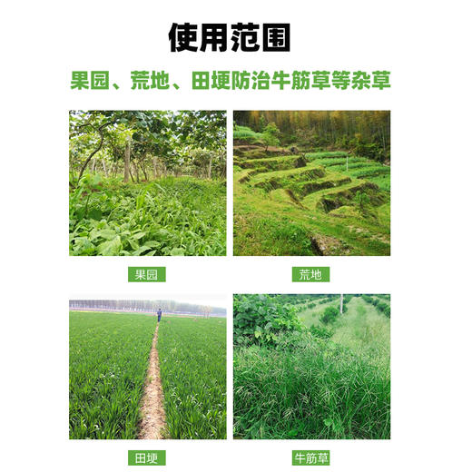 除抗性牛筋草套餐加强型 果园田埂荒地除草剂烯草酮除牛筋草专用 商品图3