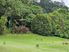 吉隆坡坦普勒公园高尔夫俱乐部  Templer Park Country Club  I 马来西亚高尔夫俱乐部  I  吉隆坡高尔夫 商品缩略图4