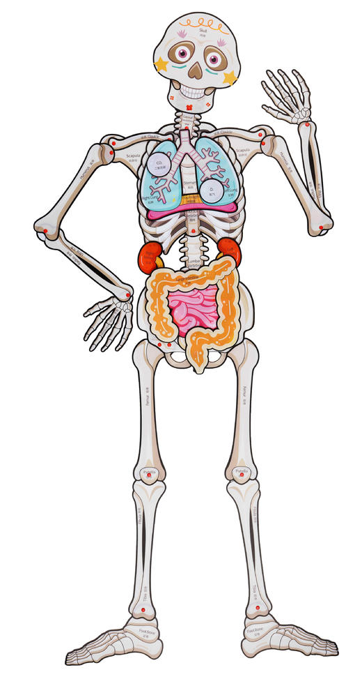 【蝙蝠兔】我的骨怪朋友✅专为儿童科普设计，了解身体构造知识✅13个器官与9个功能片，丰富配件展示器官位置✅视频教学轻松拼装，医生模拟角色扮演✅环保PP材质，防水防撕可反复拆卸。 商品图7