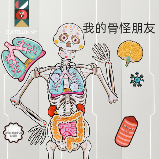 【蝙蝠兔】我的骨怪朋友✅专为儿童科普设计，了解身体构造知识✅13个器官与9个功能片，丰富配件展示器官位置✅视频教学轻松拼装，医生模拟角色扮演✅环保PP材质，防水防撕可反复拆卸。 商品图2