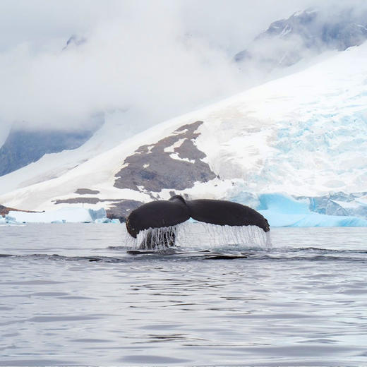 【去南极过大年】南极秘境探险17日·乘坐五星邮轮-海洋信天翁号，获得一张通往世界尽头的船票|航程舒适+探险无忧+穿越德雷克海峡+与企鹅海豹亲密接触+乘坐冲锋艇偶遇鲸鱼） 商品图6