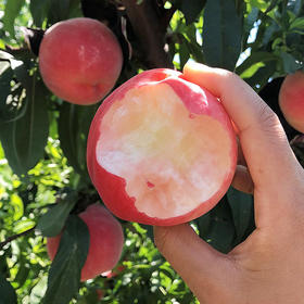  紧急通知！今年最后一波水蜜桃已上架！ 