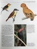鸟类百科全书 350余幅彩色插图 精装大16开 商品缩略图7