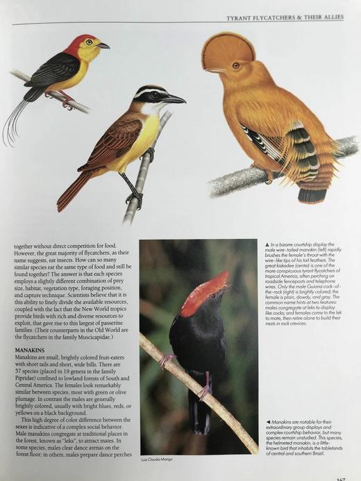 鸟类百科全书 350余幅彩色插图 精装大16开 商品图7