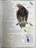 DK北美鸟类手册 数千幅插图 精装16开 商品缩略图8
