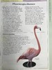 DK北美鸟类手册 数千幅插图 精装16开 商品缩略图12