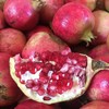 【秒杀】突尼斯软籽石榴约5斤（6粒） 商品缩略图3