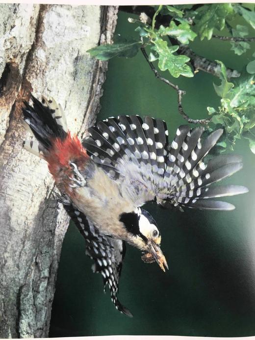 鸟类百科全书 350余幅彩色插图 精装大16开 商品图10