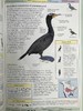 DK北美鸟类手册 数千幅插图 精装16开 商品缩略图14